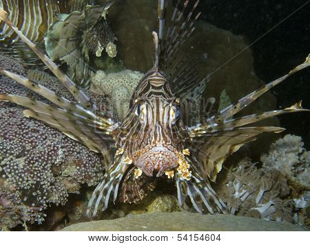 Red Sea Underwater
