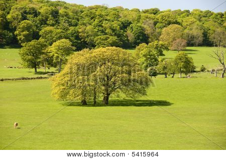 Gran árbol de roble