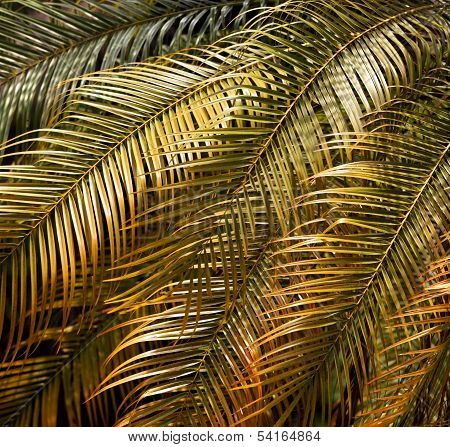 Dry Leaf