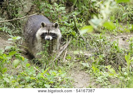 Raccoon Walking Through A Green Meadow