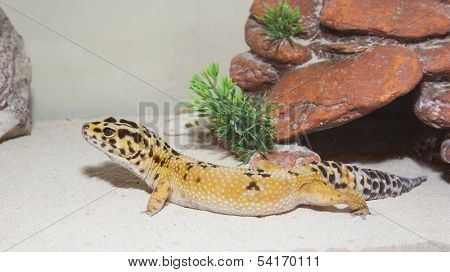 Leopard gecko in his cage on sand