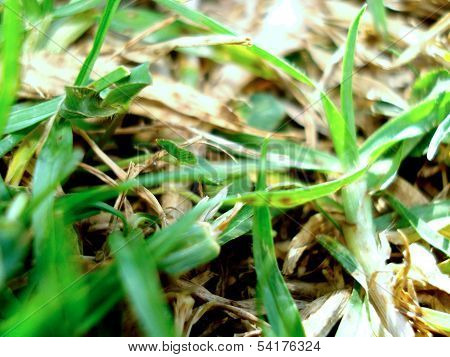 Green grass close-up