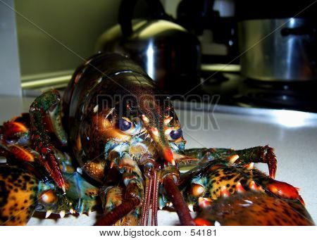 Lobster3