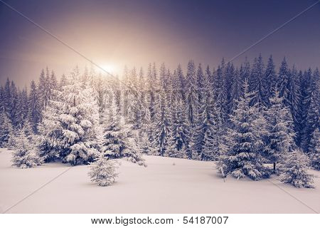 Fantastic winter landscape. National Park. Carpathian, Ukraine, Europe. Beauty world.
