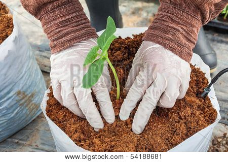 Two Hand Transplant Green Cucumber On Coco Peat