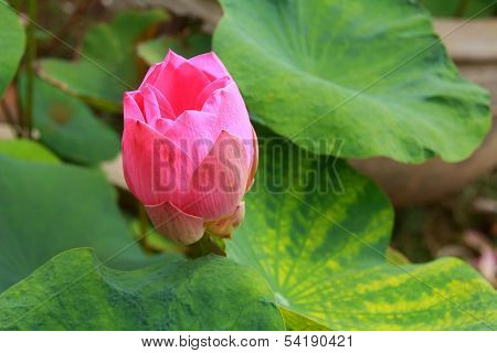 Lotus