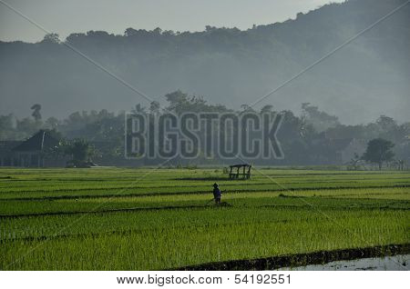 Morning scene of ricefields at countryside the island of Java in early morning