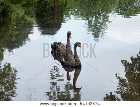 black swans