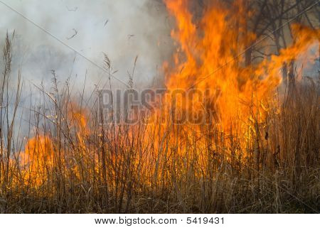 Plamen Brushfire