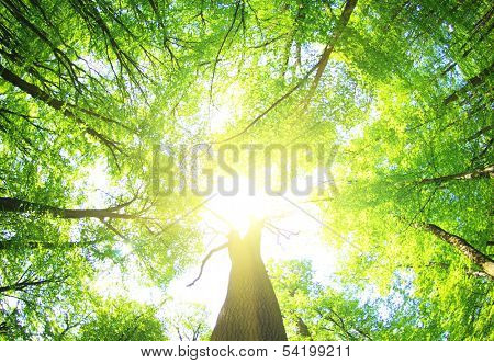 green forest  background in a sunny day