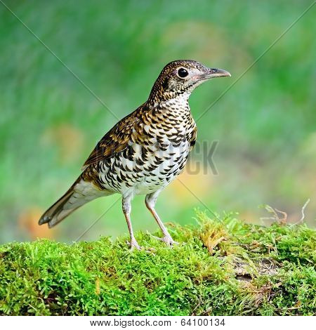 White Thrush