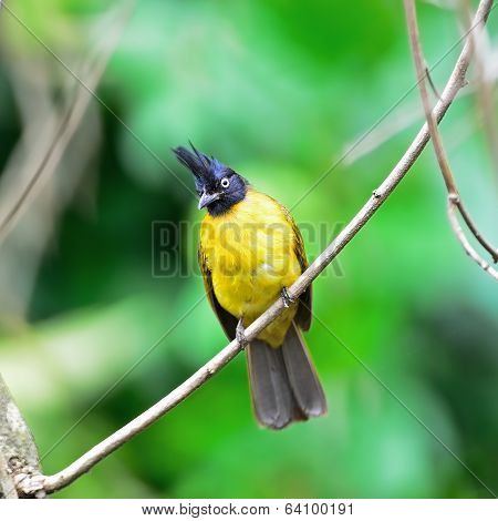 Black-crested Bulbul