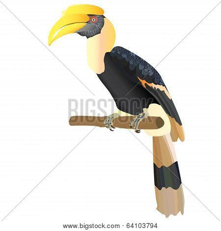 Hornbill Vector.eps