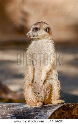 Suricate Suricata Suricatta