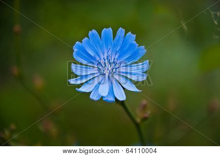 Chicory Flower