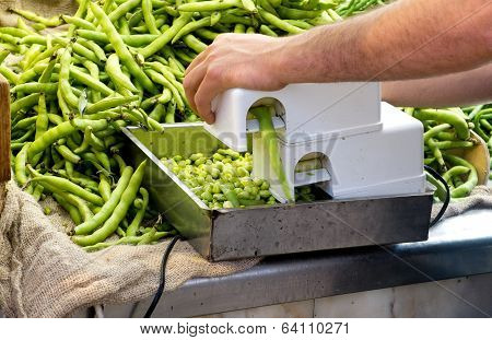 Ecological Lima Beans.