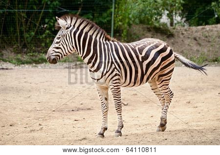 Zebra - Equus Quagga