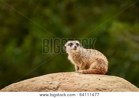 Suricate Meerkat - Suricata Suricatta