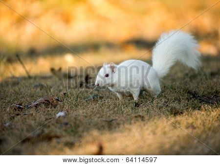 White Squirrel Burying Nuts
