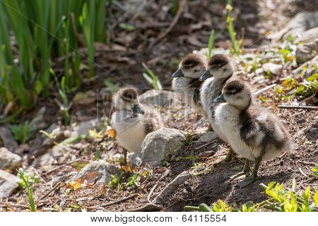 Four Ducklings