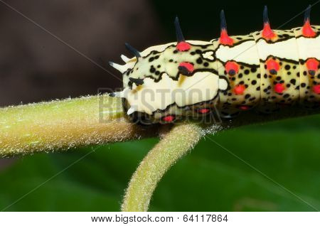 Colourful Worm Nature