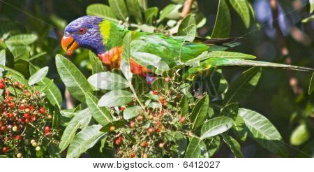 Rainbow Lorikeet