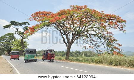 Tuk-tuk's on open country road in Sri Lanka