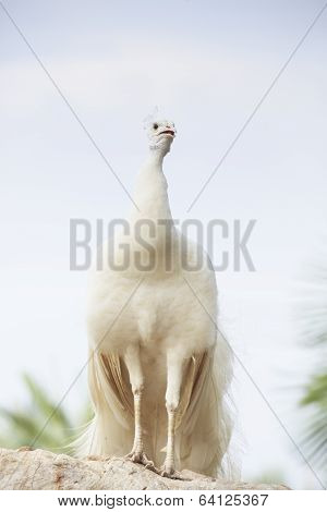 White Indian Peacock Perching On Top Of Rock Ground Showing Beautiful Feather Elegance