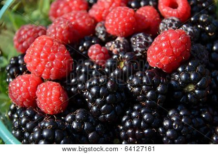Black berries and Raspberries