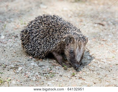 The European Hedgehog (erinaceus Europaeus)