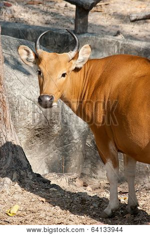 Banteng