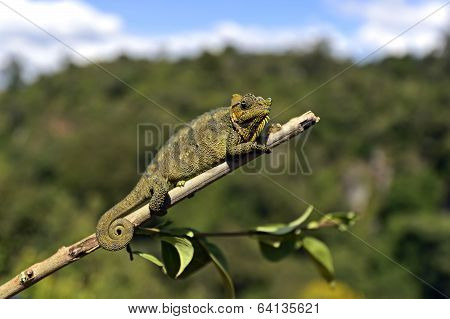 African Chameleon