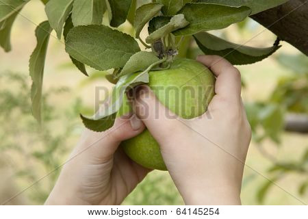 Apple Picking
