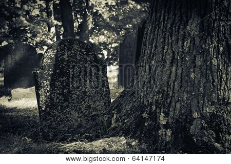 Old Cemeteries - Tombstone By Tree