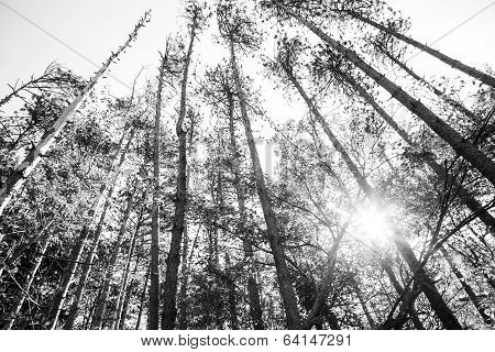 Pine Trees And Blue Skies