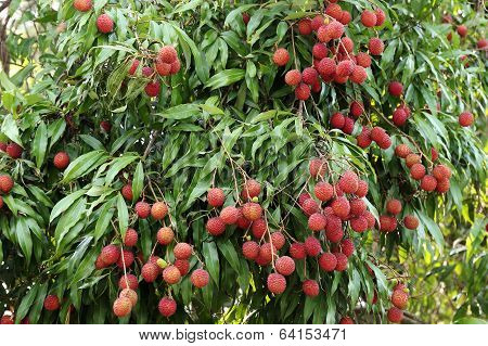 Lychees Hanging On The Tree