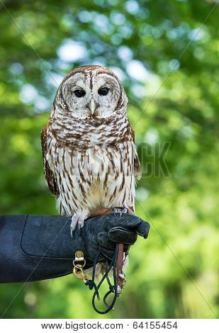Barred Owl (strix Varia)