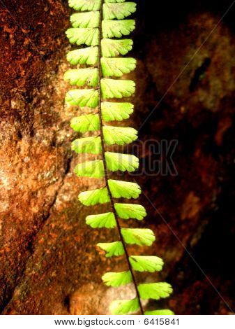Clamberer an einer Wand