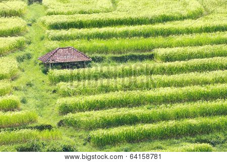 Bali Jatiluwih Rice Terraces Field
