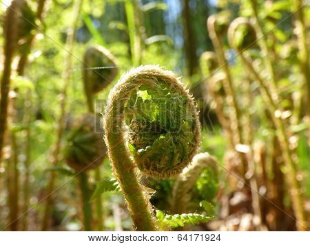 Young Fern