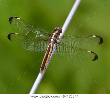 Dragonfly with Damaged Wing