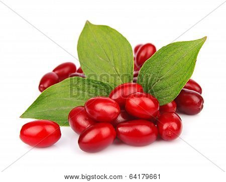 Sweet Dogberry