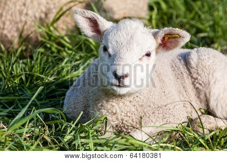 Lamb