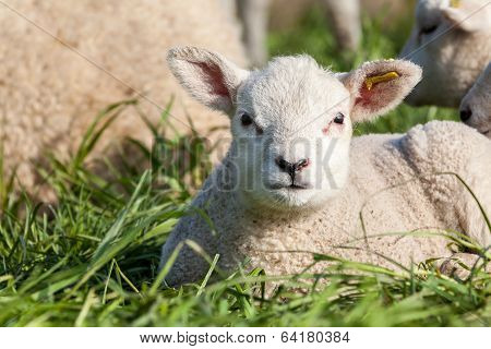 Lamb
