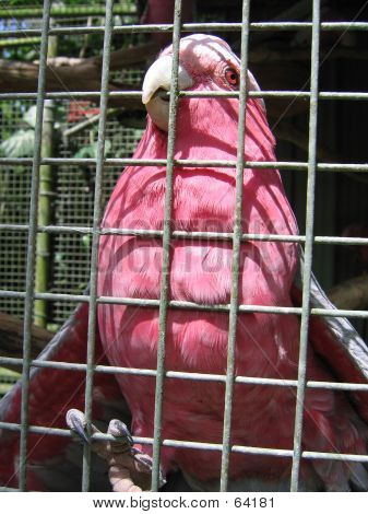 Galah