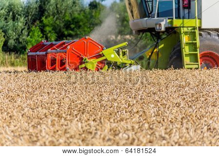 a cornfield with wheat at harvest. a combine harvester at work.
