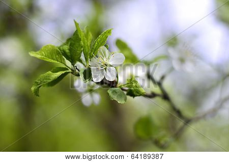 Flowering Branch Of Cherry