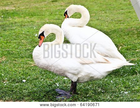 Two Swans Standing On The Grass