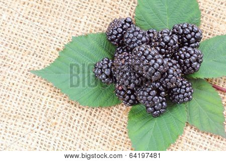 Closeup photography of sweet ripe blackberry on leaves