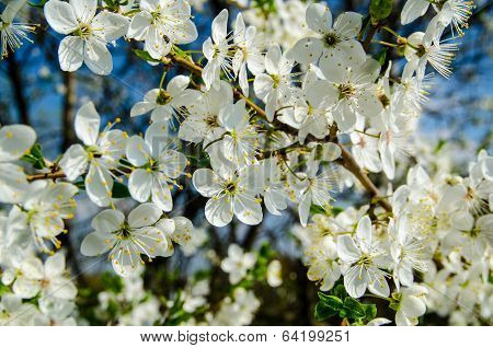 Flowers in the summer garden